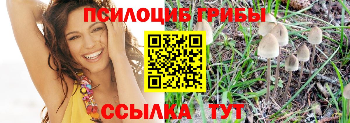 Тара  Псилоцибиновые грибы GOLDEN TEACHER  Вход с VPN 